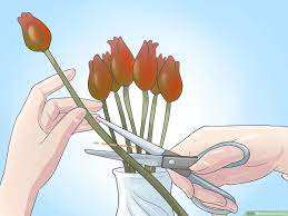 It further consists of two parts: How To Grow Tulips With Pictures Wikihow