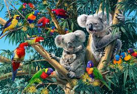 Image result for koala