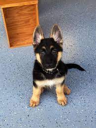 How Much Does A German Shepherd Puppy Cost Annie Many German Shepard Puppies Shepherd Puppies Cute Dogs