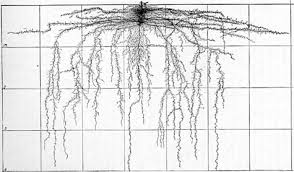 As long as it is given plenty of sunlight, water and fertilizer, it may grow as much as an inch a day during the first 20 days of growth. Root Development Of Vegetable Crops Chapter Xxvi