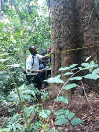 Image result for Syzygium rowlandii