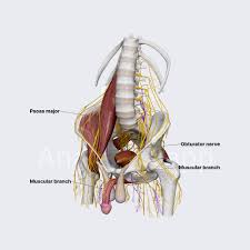 Image result for Obturator Nerve Compression
