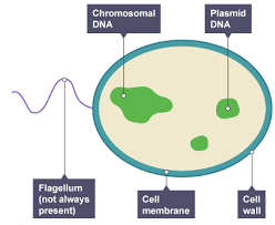 Ks4 science cells animal and plant cells this study pack aims to cover 8 cell structures and functions aims cells are the building blocks of life every animal and plant is made up of them. Cells Gcse Biology Triple Aqa Revision Study Rocket
