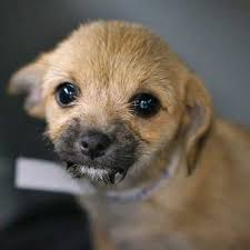 Dogs And Puppies For Adoption In San Diego Helen Woodward Animal Center In 2020 Puppy Adoption Cute Dogs And Puppies Dogs And Puppies