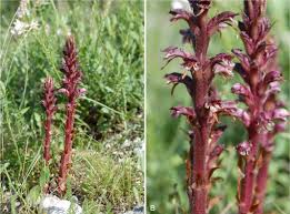 Image result for Andrachne ovalis