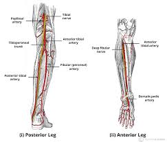The lower leg is a major anatomical part of the skeletal system. Arteries Of The Lower Limb Thigh Leg Foot Teachmeanatomy