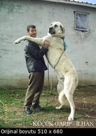 Sivas Kangal Karabas Anadolu Coban Kopegi