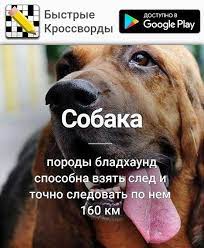 sobaka porody bladhaund sposobna vzyat sled i tochno sledovat po nem 160 km veselye fakty interesnye fakty zabavnye fakty