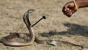 Fist Bump Cute Snake Snakes Funny Snake