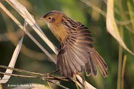 Suara burung cici padi gacor suara merdu untuk masteran dan pancingan burung cici padi peliharaan agar cepat gacor dan buka. Cici Merah Burung Penjahit Yang Memiliki Suara Khas Om Kicau