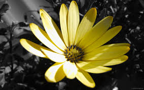 Black And Yellow Flowers Yellow Flower Black White Black Flowers Wallpaper White Flower Wallpaper Black And White Background