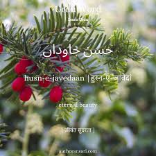 ह स न ए ज व द Means In 2020 Urdu Words Words Christmas Ornaments