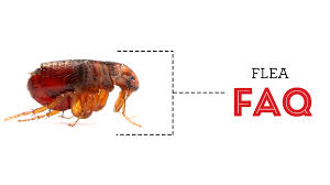 The experts in commercial pest control | rentokil. Pest Control Tips The Bug Man Pest Control Louisiana