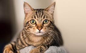 Tabbies come in many different colors. Tabby Cat Breeds Colours Markings Cat World