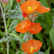 Bush with orange flowers in california. Munro S Orange Globe Mallow Sphaeralcea Munroana High Country Gardens