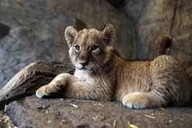 Aslanların yaşam alanları diğer bütün. Big Cats Istanbul S Aslan Park Welcomes 2 Lion Cubs Daily Sabah