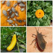 Maybe you would like to learn more about one of these? Control Squash Bugs 12 Ways How To Kill Squash Bugs