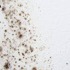 Get Rid Of Mold On Bathroom Walls