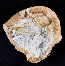 Image result for Glyphaea