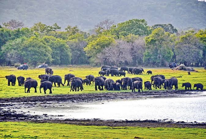 Minneriya National Park - Sri Lanka Small Group Tours