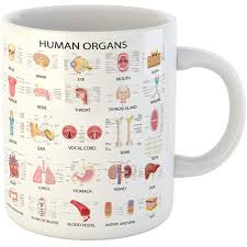 Amazon Com Funny Office Coffee Mug Anatomy Vector