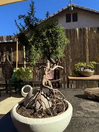 Image result for rosemary bonsai