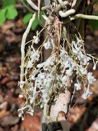 Image result for Microcoelia physophora