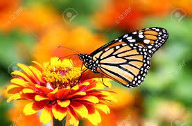 See the best library of photos and images from jooinn. Monarch Butterfly In Flower Garden Stock Photo Picture And Royalty Free Image Image 15200525