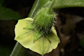 Image result for Physalis lagascae