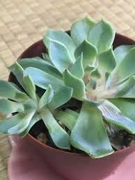 多肉植物エケベリア花うららの下葉が一枚黄色に変化し萎れています水遣 Yahoo 知恵袋