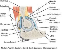 Schmerzen im ellenbogen können viele ursachen haben, die aber meistens auf eine sportliche oder berufsbedingte überlastung des gelenks zurückführen. Ellenbogenschmerzen Welche Ursachen Stecken Dahinter Gelenk Klinik De