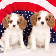 Breeders of merit are denoted by level in ascending order of: Southern Belles N Beaus Cavaliers Home Facebook