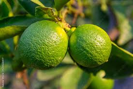 Image result for Citrus × aurantiifolia