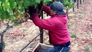 Uva — uva, (como) hecho una uva expr. Pizca De La Uva Youtube