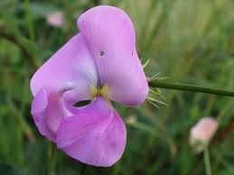 Image result for Vigna vexillata