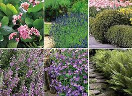 selection de 14 plantes speciales bordures bordure jardin plantes de bordure amenagement jardin