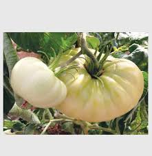 Whitening!crystal tomato® plus supplement & crystal clear. Crystal Tomato Crystal Tomato