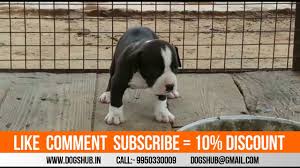 Pitbulls can be all white or have patches of other colors typically black. American Pitbull Puppies Black And White Color Youtube