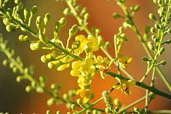 Image result for Caesalpinia glandulosopedicellata