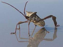 We call them bugs for a reason, especially when it comes to plants. Leaf Footed Bug Hgtv