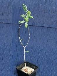 Image result for Lannea