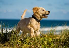 4 reviews of all pets veterinary hospital even though i live in nw okc, i drive to norman to still take my pets to dr. New Port Richey Veterinarian All Pets Hospital