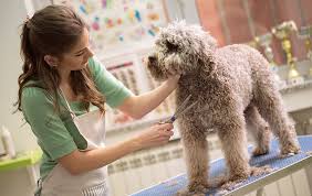 Kissimmee fl pet grooming school. Dog Grooming Training How To Become A Dog Groomer