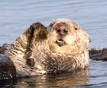River otters tend to be all brown. Sea Otter Wikipedia