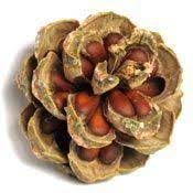 Fresh Wild Incredible Buy Now And Support Our Conservation Efforts Pinenut Com Wild Edibles Crop Farming Harvest Farm