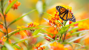 Ciclo de vida de la mariposa en ingles. Explicacion De La Ruta De La Mariposa Monarca Desde El Canada Y Los Estados Unidos A Mexico Gracias A Datos Del Oiea Y A Tecnicas Isotopicas Oiea