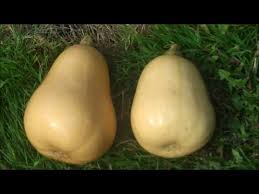 To grow butternut squash indoors, youll need to start about six weeks before the last frost in your area. How To Grow Butternut Squash Youtube