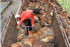Hasil aktiviti kilang simen, kilang papan, kilang memecah batu mengeluarkan habuk. Indonesia Jadi Produsen Kelapa Sawit Terbesar Di Dunia Isu Negatif Terus Menghantui