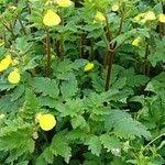 Image result for Calceolaria tripartita