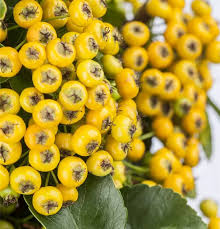 Image result for Pyracantha coccinea soleil d'or